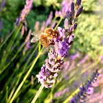 Hameau De Pichovet Vachères