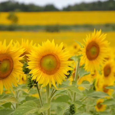 Séjour à la campagne Hameau De Pichovet